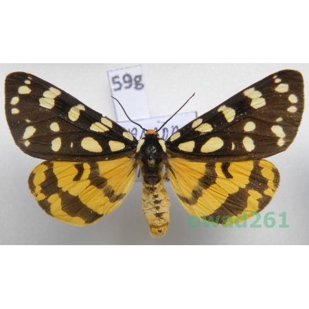 Platyprepia virginalis (Boisduval, 1852) Canada59g